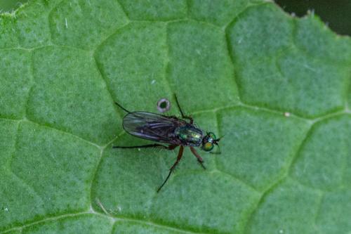 Dolichopus ungulatus